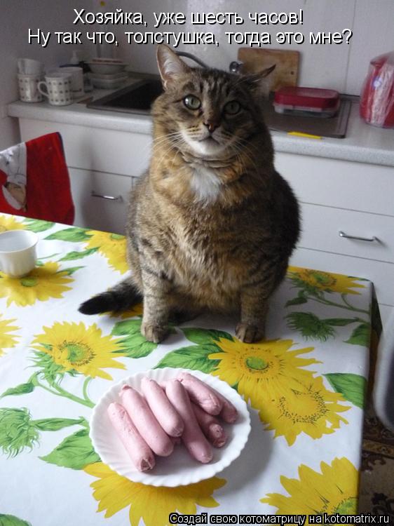 Котоматрица: Хозяйка, уже шесть часов! Ну так что, толстушка, тогда это мне?