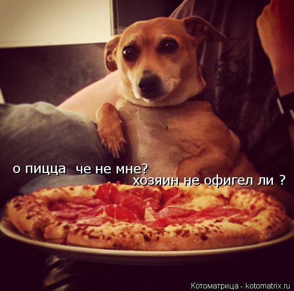 Котоматрица: о пицца  че не мне? хозяин не офигел ли ?