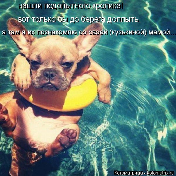 Котоматрица: нашли подопытного кролика! вот только бы до берега доплыть, а там я их познакомлю со своей (кузькиной) мамой...