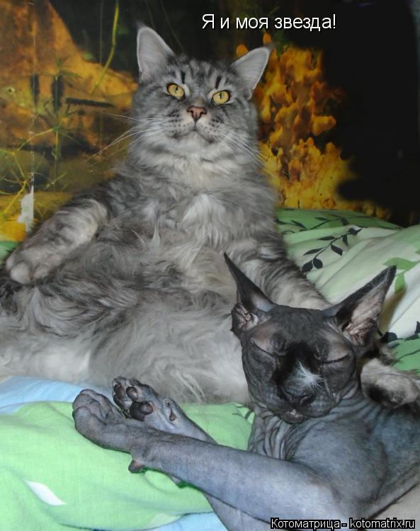 Котоматрица: Я и моя звезда!