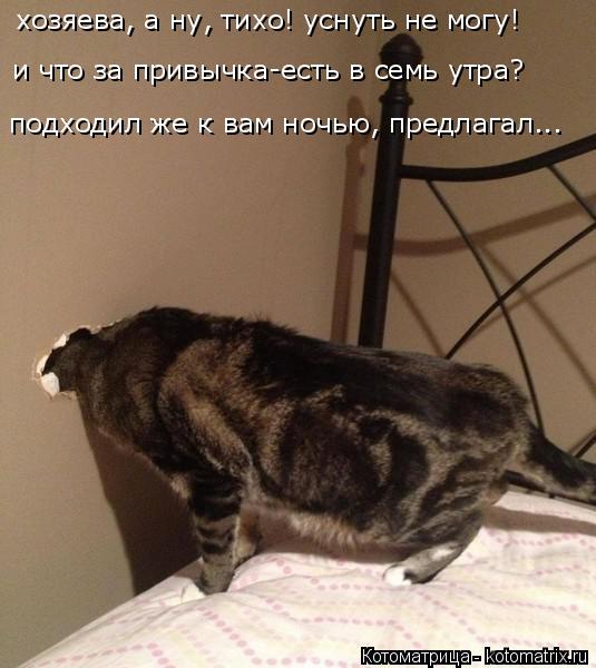 Котоматрица: хозяева, а ну, тихо! уснуть не могу! и что за привычка-есть в семь утра? подходил же к вам ночью, предлагал...