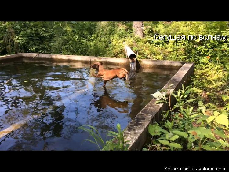 Котоматрица: ...бегущая по волнам....