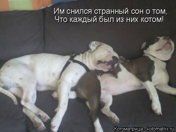 Котоматрица: Им снился странный сон о том, Что каждый был из них котом!