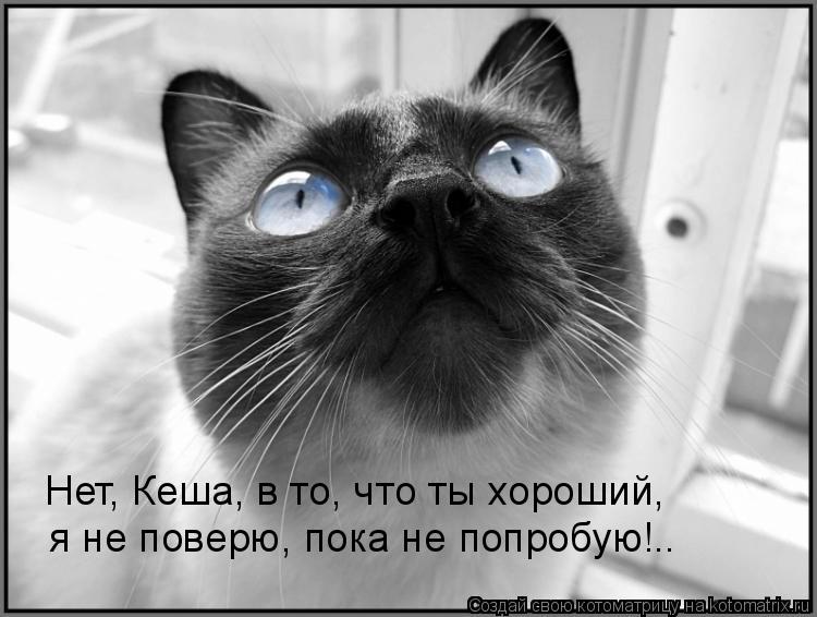 Котоматрица: Нет, Кеша, в то, что ты хороший, я не поверю, пока не попробую!..