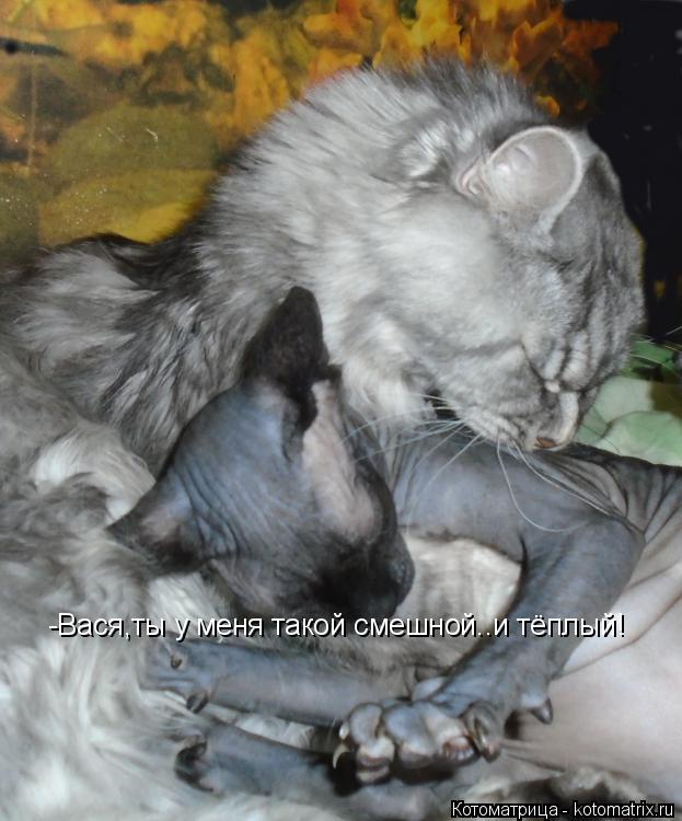 Котоматрица: -Вася,ты у меня такой смешной..и тёплый!