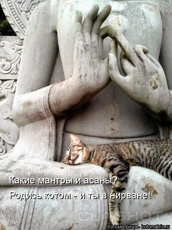 Какие мантры и асаны? Родись котом - и ты в нирване!... Котоматрица: Какие мантры и асаны? Родись котом - и ты в нирване!