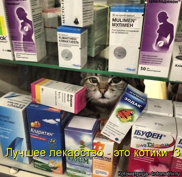 Котоматрица: Лучшее лекарство - это котики :3