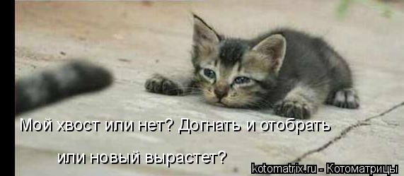 Котоматрица: Мой хвост или нет? Догнать и отобрать или новый вырастет?