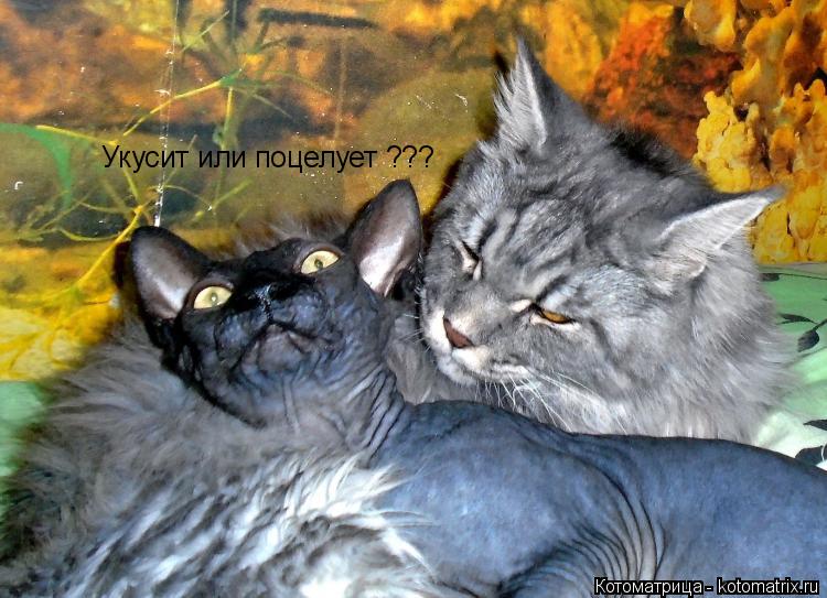 Котоматрица: Укусит или поцелует ???