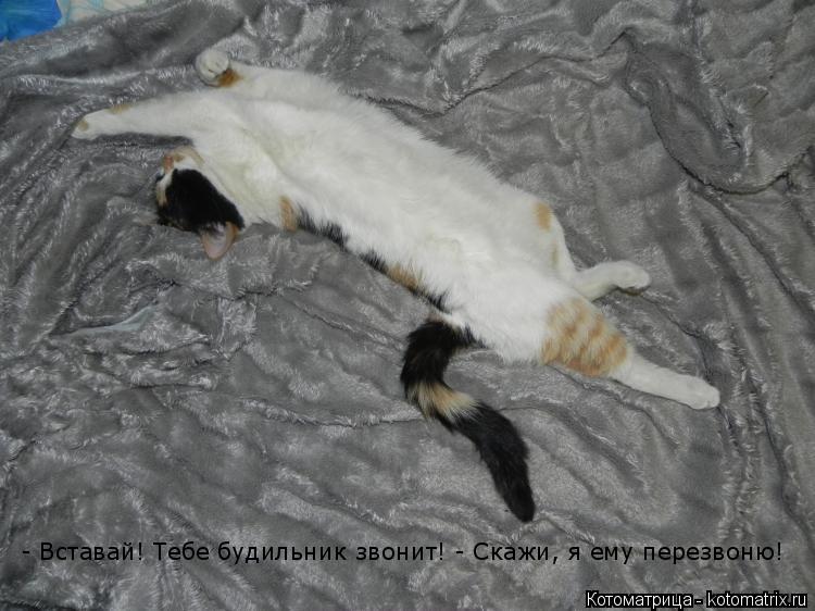 Котоматрица: - Вставай! Тебе будильник звонит! - Скажи, я ему перезвоню!