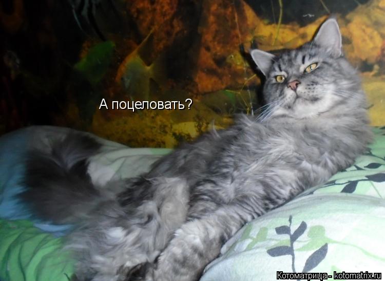 А поцеловать?... Котоматрица: А поцеловать?