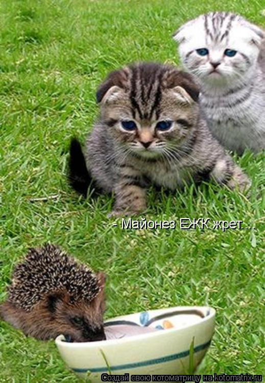 Котоматрица: - Майонез ЕЖК жрет....