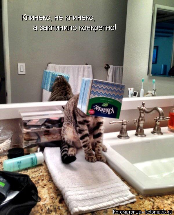 Котоматрица: Клинекс, не клинекс, а заклинило конкретно!