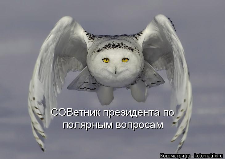 СОВетник президента по полярным вопросам... Котоматрица: СОВетник президента по полярным вопросам