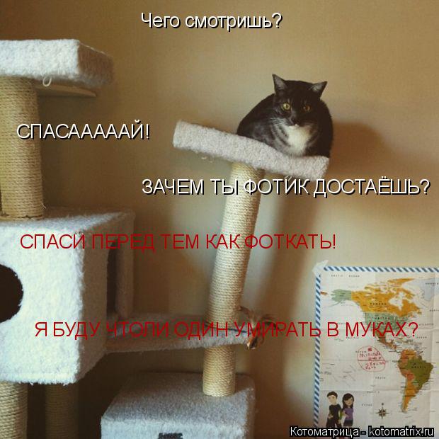 Чего смотришь? СПАСАААААЙ! ЗАЧЕМ ТЫ ФОТИК ДОСТАЁШЬ? СПАСИ ПЕРЕД ТЕМ КАК ФОТКАТЬ! Я БУДУ ЧТОЛИ ОДИН У... Котоматрица: Чего смотришь? СПАСАААААЙ! ЗАЧЕМ ТЫ ФОТИК ДОСТАЁШЬ? СПАСИ ПЕРЕД ТЕМ КАК ФОТКАТЬ! Я БУДУ ЧТОЛИ ОДИН УМИРАТЬ В МУКАХ?