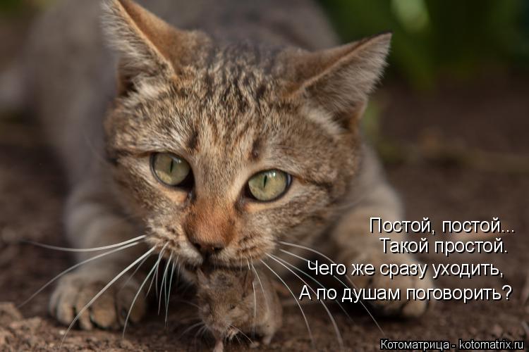 Котоматрица: А по душам поговорить? Такой простой. Чего же сразу уходить, Постой, постой...