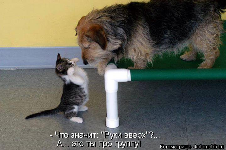 Котоматрица: - Что значит: "Руки вверх"?... А... это ты про группу!