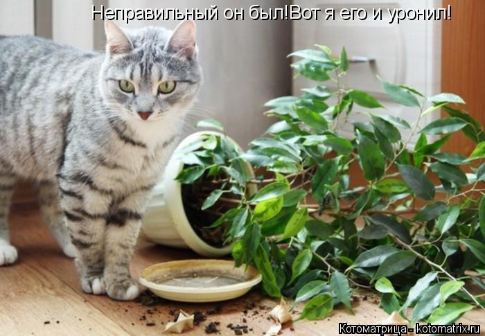 Котоматрица: Неправильный он был!Вот я его и уронил!
