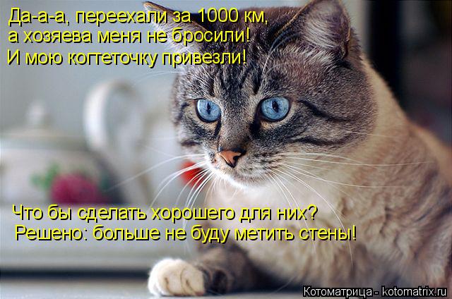 Котоматрица: Да-а-а, переехали за 1000 км, а хозяева меня не бросили! И мою когтеточку привезли! Что бы сделать хорошего для них? Решено: больше не буду метит