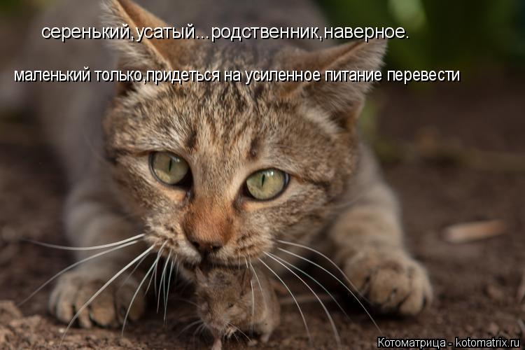 Котоматрица: серенький,усатый...родственник,наверное. маленький только,придеться на усиленное питание перевести