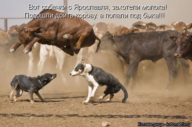 Котоматрица: Вот собачки с Ярославля, захотели молока! Подошли доить корову. а попали под быка!!!