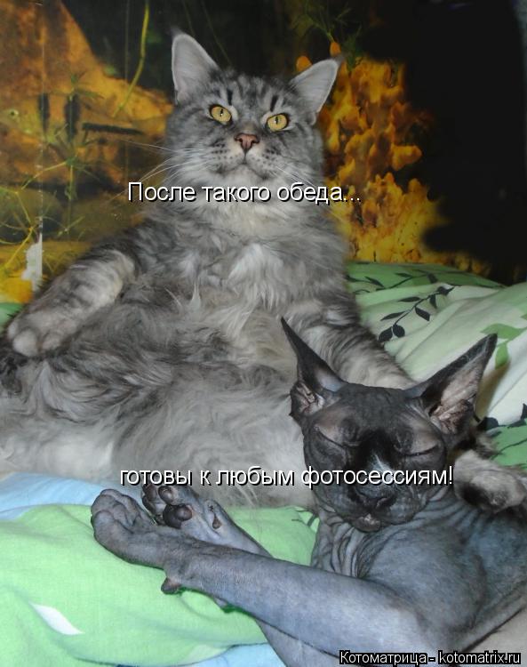 Котоматрица: После такого обеда... готовы к любым фотосессиям!