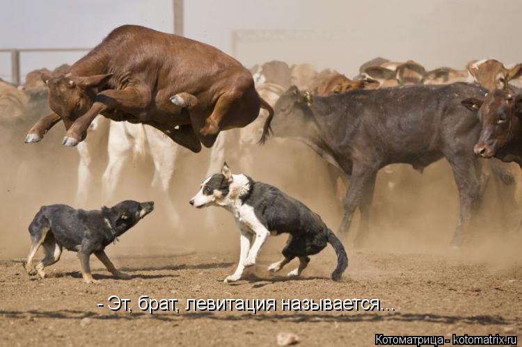 Котоматрица: - Эт, брат, левитация называется...