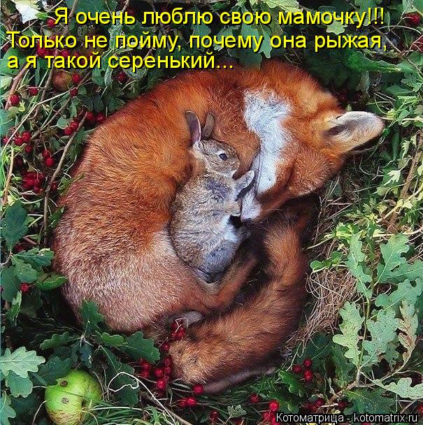 Котоматрица: Я очень люблю свою мамочку!!! Только не пойму, почему она рыжая, а я такой серенький...