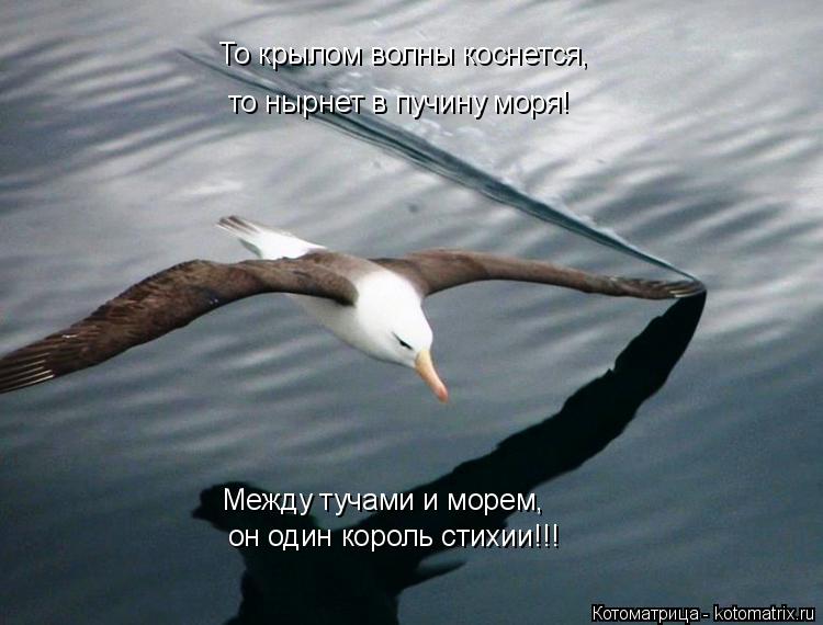 Котоматрица: То крылом волны коснется, то нырнет в пучину моря! он один король стихии!!! Между тучами и морем,