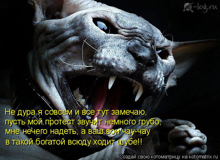 Котоматрица: Не дура я совсем и все тут замечаю, пусть мой протест звучит немного грубо, мне нечего надеть, а ваш вон чау-чау в такой богатой всюду ходит ш