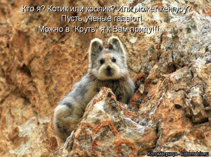 Котоматрица: Кто я? Котик или кролик? Или может кенгуру? Пусть ученые гадают! Можно в "Круть" я к Вам приду!!!