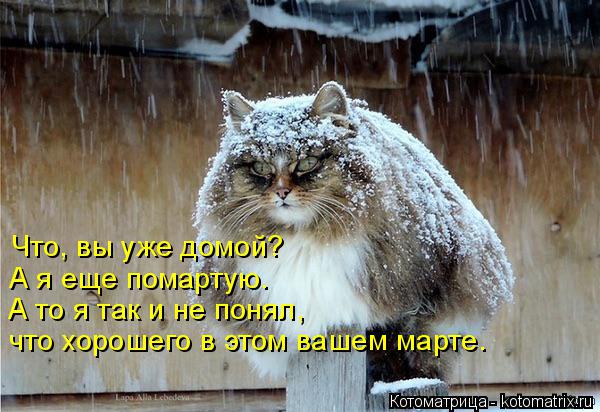 Котоматрица: Что, вы уже домой? А я еще помартую. А то я так и не понял, что хорошего в этом вашем марте.