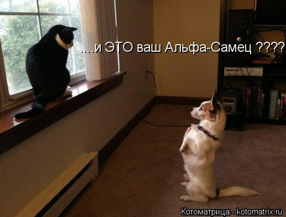 ....и ЭТО ваш Альфа-Самец ????... Котоматрица: ....и ЭТО ваш Альфа-Самец ????