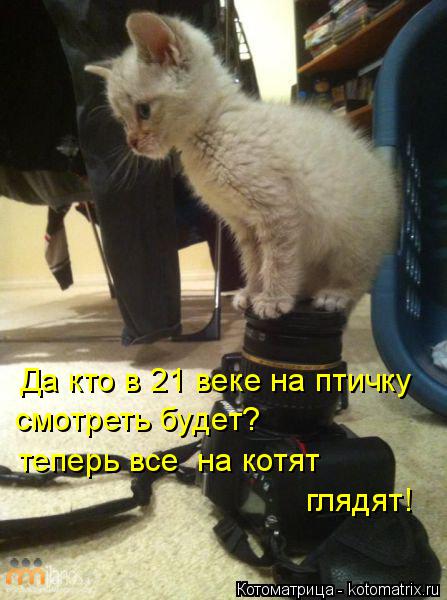 Да кто в 21 веке на птичку смотреть будет? теперь все на котят глядят!... Котоматрица: Да кто в 21 веке на птичку смотреть будет? теперь все на котят глядят!