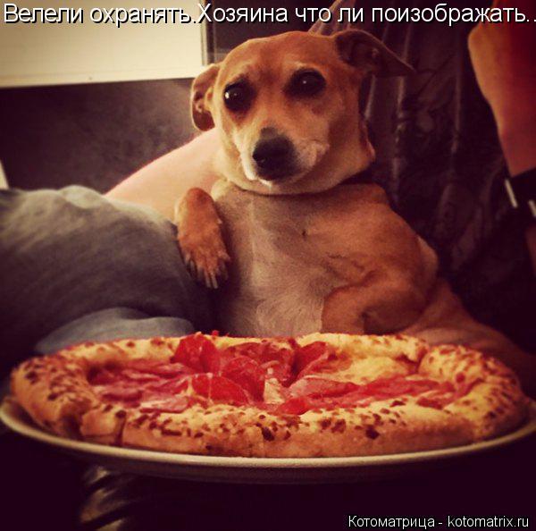 Велели охранять.Хозяина что ли поизображать...... Котоматрица: Велели охранять.Хозяина что ли поизображать...