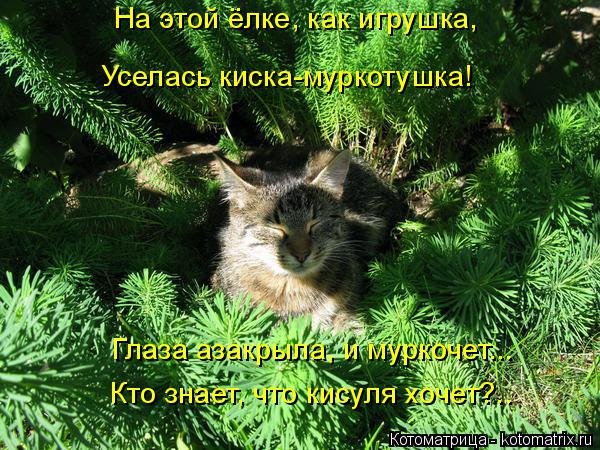 На этой ёлке, как игрушка, Уселась киска-муркотушка! Глаза азакрыла, и муркочет... Кто знает, что кис... Котоматрица: На этой ёлке, как игрушка, Уселась киска-муркотушка! Глаза азакрыла, и муркочет... Кто знает, что кисуля хочет?..