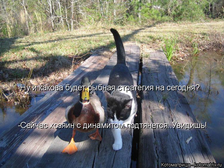 -Ну и какова будет рыбная стратегия на сегодня? -Сейчас хозяин с динамитом подтянется..Увидишь!... Котоматрица: -Ну и какова будет рыбная стратегия на сегодня? -Сейчас хозяин с динамитом подтянется..Увидишь!