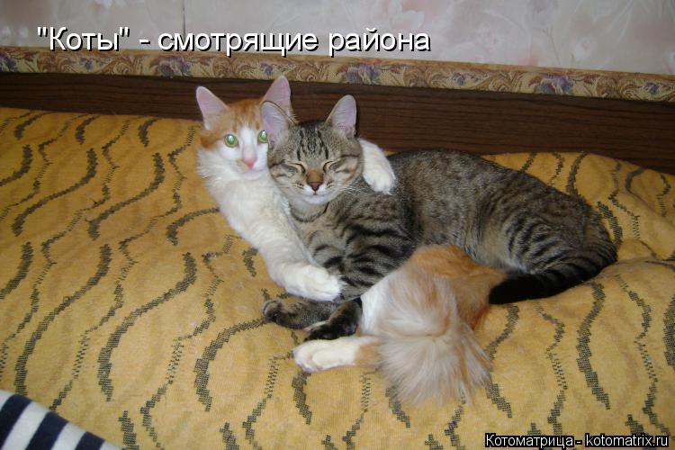 "Коты" - смотрящие района... Котоматрица: "Коты" - смотрящие района