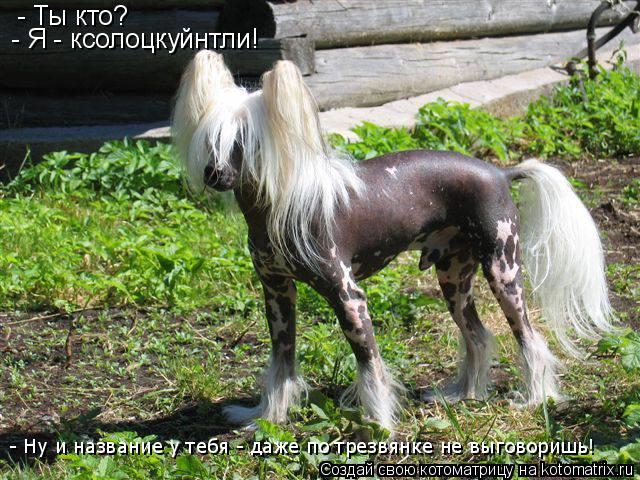 - Ты кто? - Я - ксолоцкуйнтли! - Ну и название у тебя - даже по трезвянке не выговоришь!... Котоматрица: - Ты кто? - Я - ксолоцкуйнтли! - Ну и название у тебя - даже по трезвянке не выговоришь!