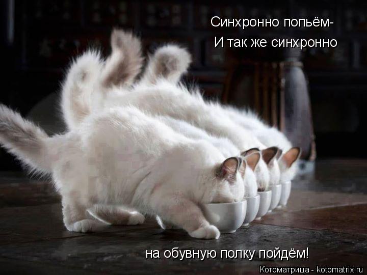 Синхронно попьём- И так же синхронно на обувную полку пойдём!... Котоматрица: Синхронно попьём- И так же синхронно на обувную полку пойдём!