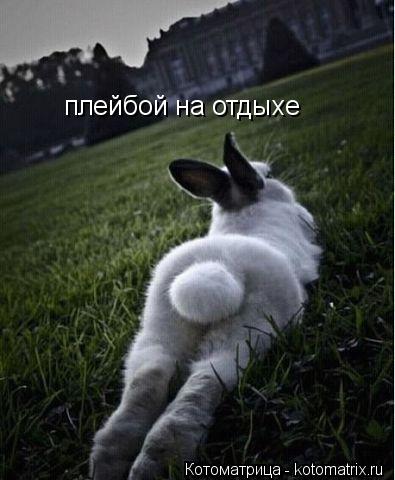 плейбой на отдыхе... Котоматрица: плейбой на отдыхе