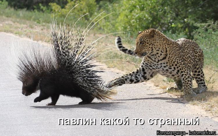 павлин какой то странный... Котоматрица: павлин какой то странный