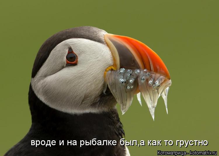 вроде и на рыбалке был,а как то грустно... Котоматрица: вроде и на рыбалке был,а как то грустно