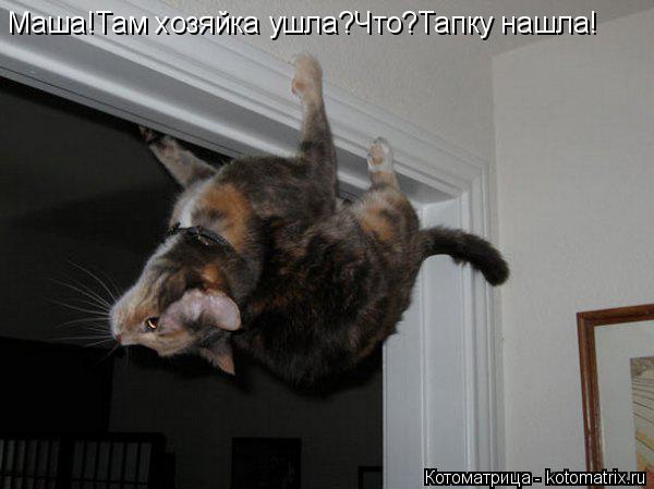 Маша!Там хозяйка ушла?Что?Тапку нашла!... Котоматрица: Маша!Там хозяйка ушла?Что?Тапку нашла!