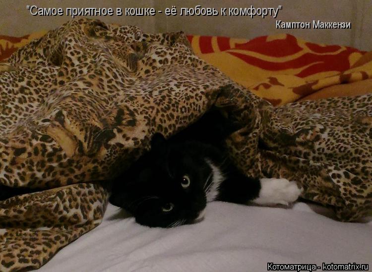 "Самое приятное в кошке - её любовь к комфорту" Камптон Маккензи... Котоматрица: "Самое приятное в кошке - её любовь к комфорту" Камптон Маккензи