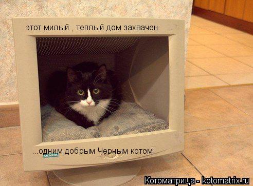 Котоматрица: этот милый , теплый дом захвачен  ...одним добрым Черным котом