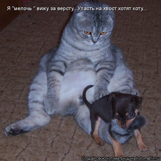 Котоматрица: Я "мелочь " вижу за версту...Упасть на хвост хотят коту...