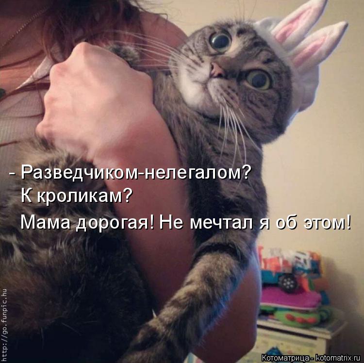 - Разведчиком-нелегалом? К кроликам? Мама дорогая! Не мечтал я об этом!... Котоматрица: - Разведчиком-нелегалом? К кроликам? Мама дорогая! Не мечтал я об этом!