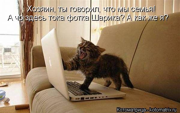 Хозяин, ты говорил, что мы семья! А чо здесь тока фотка Шарика? А как же я?... Котоматрица: Хозяин, ты говорил, что мы семья! А чо здесь тока фотка Шарика? А как же я?