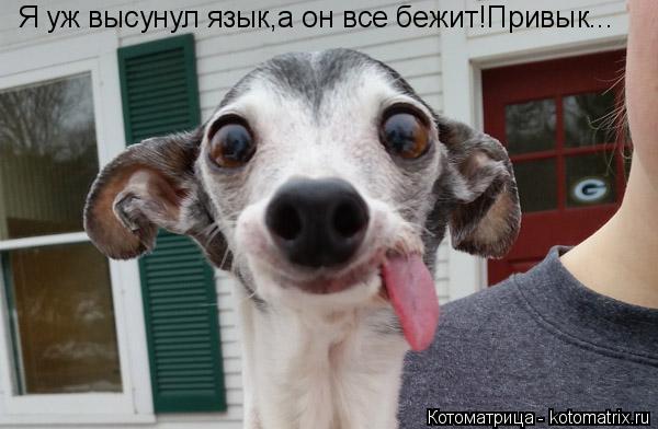 Я уж высунул язык,а он все бежит!Привык...... Котоматрица: Я уж высунул язык,а он все бежит!Привык...